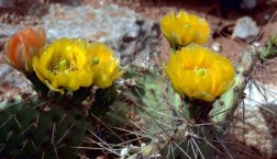 cactus with yellow flowers