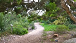 path through a garden