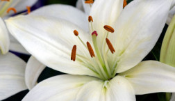 White Easter lily