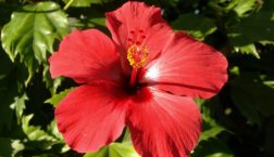 red hibiscus bloom