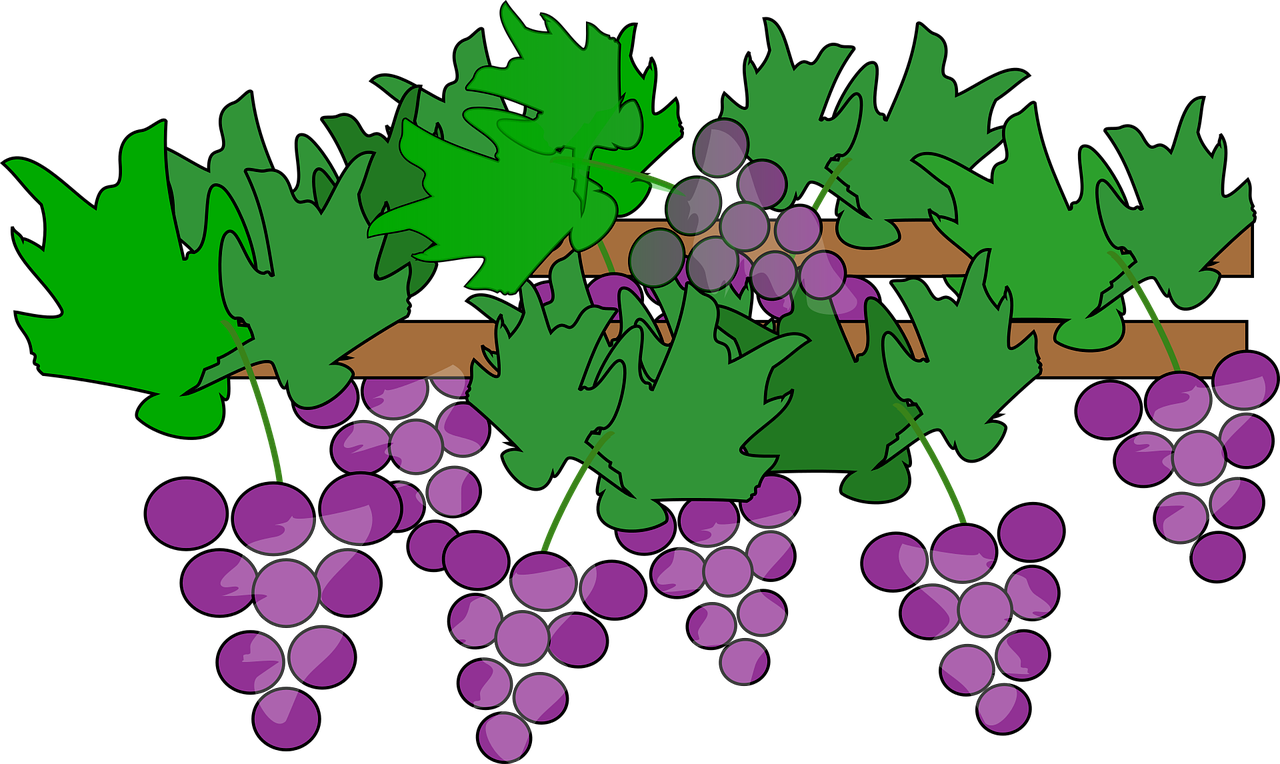 vine with leaves and grapes
