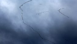 migrating geese seen from below
